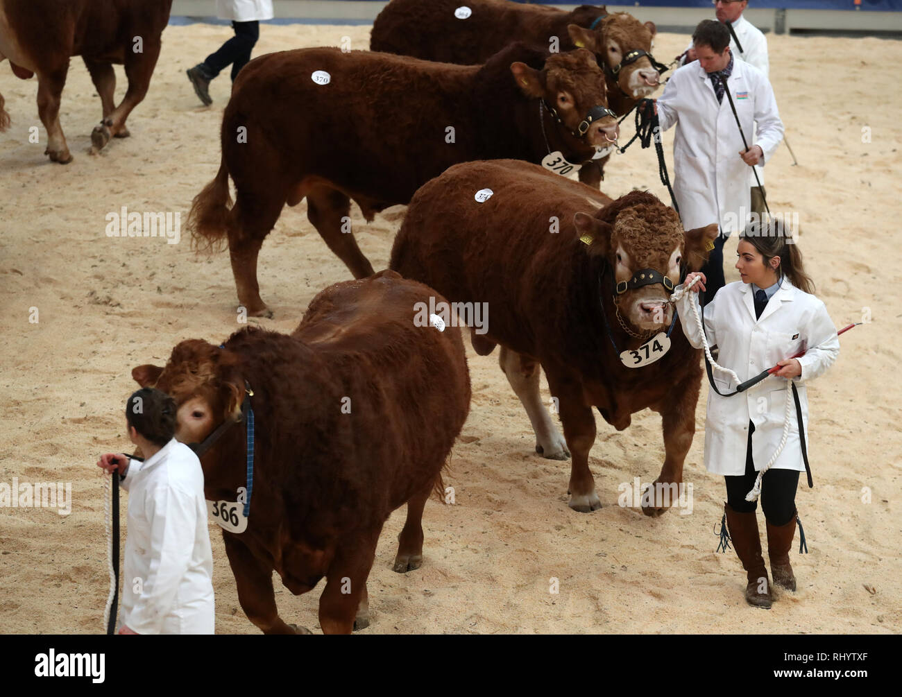 Die Landwirte Parade ihre Limousin Bulls im Ring vor ihrem Verkauf an United Auktionen' Stirling Stier Sales bei Stirling landwirtschaftliches Zentrum. Stockfoto