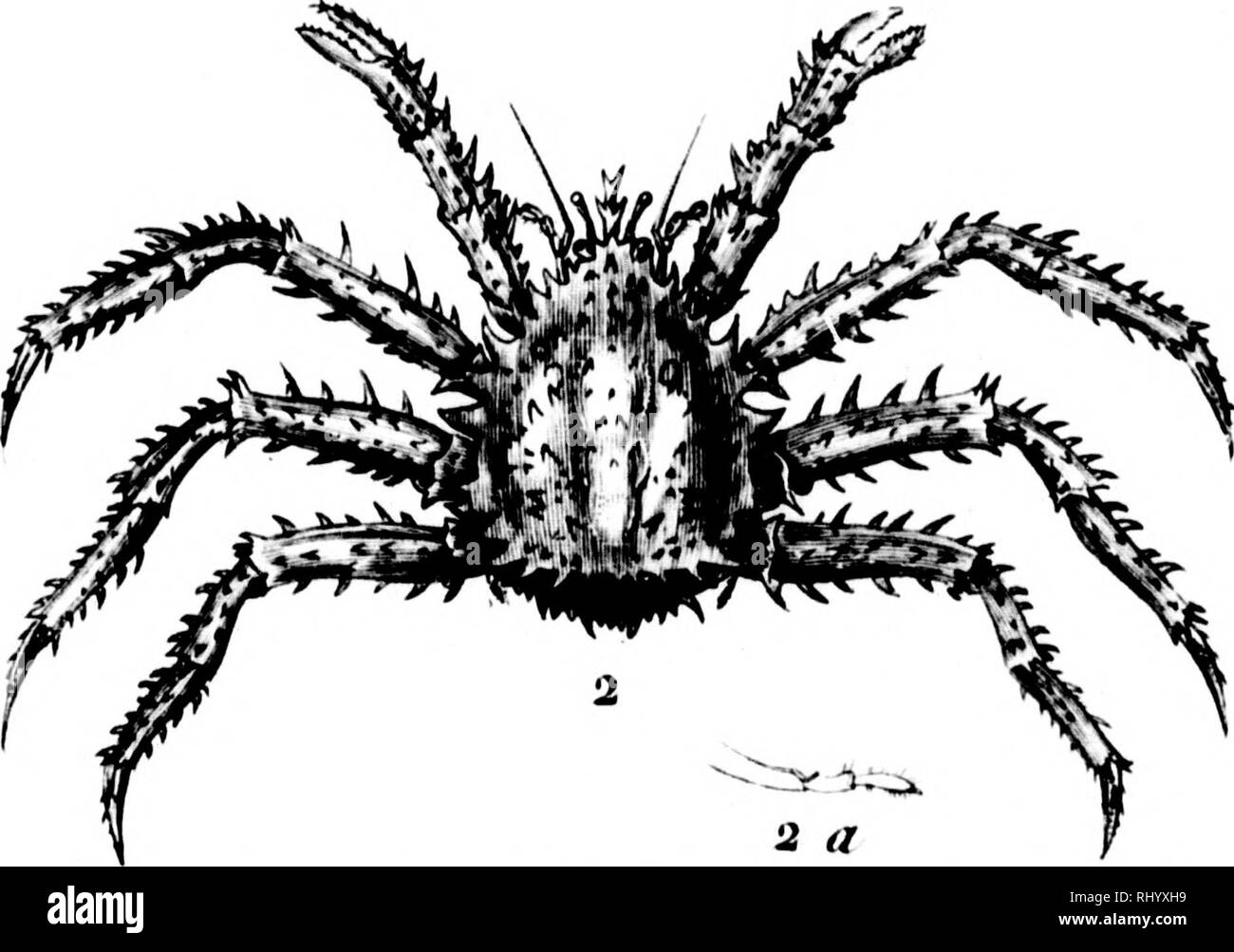 . Manuel de l'histoire naturelle de crustacés [microforme]: Contenant leur Beschreibung et leurs moeurs, avec Zahlen dessinées d'aprè s-Natur. Crustacés; Krebstiere. 1. IMaonisie olaviniiuio. 2. Arctique Lithode, r?. Patte posioriourc Ô. Ixa canaliouleo. il s ï. Bitte beachten Sie, dass diese Bilder sind von der gescannten Seite Bilder, die digital für die Lesbarkeit verbessert haben mögen - Färbung und Aussehen dieser Abbildungen können nicht perfekt dem Original ähneln. extrahiert. Bosc, L. A. G. (Louis Augustin Guillaume), 1729-1828; Desmarest, Armand Gaëtans, 1789-1838. [Paris? : N. n. ] Stockfoto