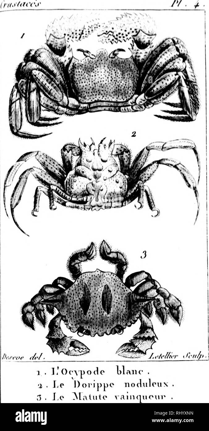 . Manuel de l'histoire naturelle de crustacés [microforme]: Contenant leur Beschreibung et leurs moeurs, avec Zahlen dessinées d'aprè s-Natur. Crustacés; Krebstiere. Die elut (Ml nùea. e clia (] (ii e Chaque io.ta.jue Cote; pami. marginc) da Pza. de Roux,; les Blass & gt; e Eripl&gt;^(ich. Bitte beachten Sie, dass diese Bilder sind von der gescannten Seite Bilder, die digital für die Lesbarkeit verbessert haben mögen - Färbung und Aussehen dieser Abbildungen können nicht perfekt dem Original ähneln. extrahiert. Bosc, L. A. G. (Louis Augustin Guillaume), 1729-1828; Desmarest, Armand Gaëtans, 1789-1838. Stockfoto