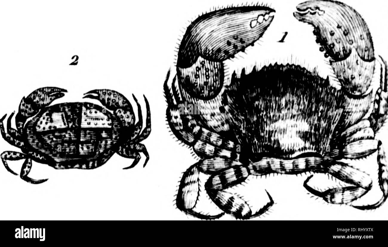 . Manuel de l'histoire naturelle des crustacÃ©s [microforme]: Contenant leur Beschreibung et leurs moeurs, avec zahlen dessinÃ©es d'Après-ski-Natur. CrustacÃ©s; Krebstiere. i K: Ich ^-^ 1 Ich. Â Ich; m' (/f/jV^r&lt;"&lt; r/y l: *&lt;. Bitte beachten Sie, dass diese Bilder sind von der gescannten Seite Bilder, die digital für die Lesbarkeit verbessert haben mögen - Färbung und Aussehen dieser Abbildungen können nicht perfekt dem Original ähneln. extrahiert. Bosc, L. A. G. (Louis Augustin Guillaume), 1729-1828; Desmarest, Armand Gaëtans, 1789-1838. [Paris? : N. n. ] Stockfoto
