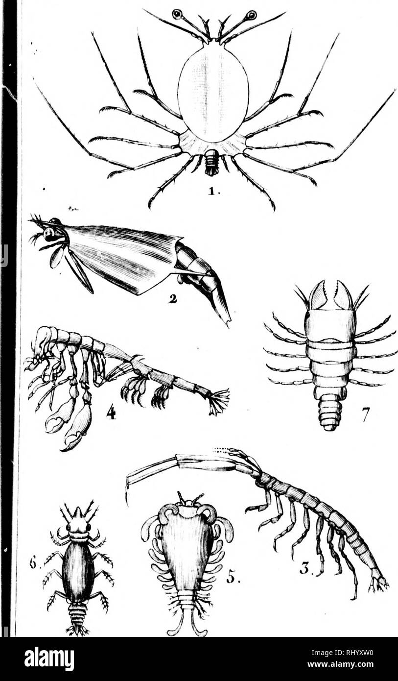 . Manuel de l'histoire naturelle de crustacés [microforme]: Contenant leur Beschreibung et leurs moeurs, avec Zahlen dessinées d'aprè s-Natur. Crustacés; Krebstiere. /Y Lo 6 ur. le,. I. ICH livllosonic Commun. 4. Plironinio sédentcairo. Ich l'inchtlio Mtro. 0. T0110 ihoracu^ ue. i) Coropinc lonoMCornc. (&Gt;, IVanizo blcuAtre. - AncoV maxillaire.. Bitte beachten Sie, dass diese Bilder sind von der gescannten Seite Bilder, die digital für die Lesbarkeit verbessert haben mögen - Färbung und Aussehen dieser Abbildungen können nicht perfekt dem Original ähneln. extrahiert. Bosc, L. A. G. (Louis Augustin Gui Stockfoto