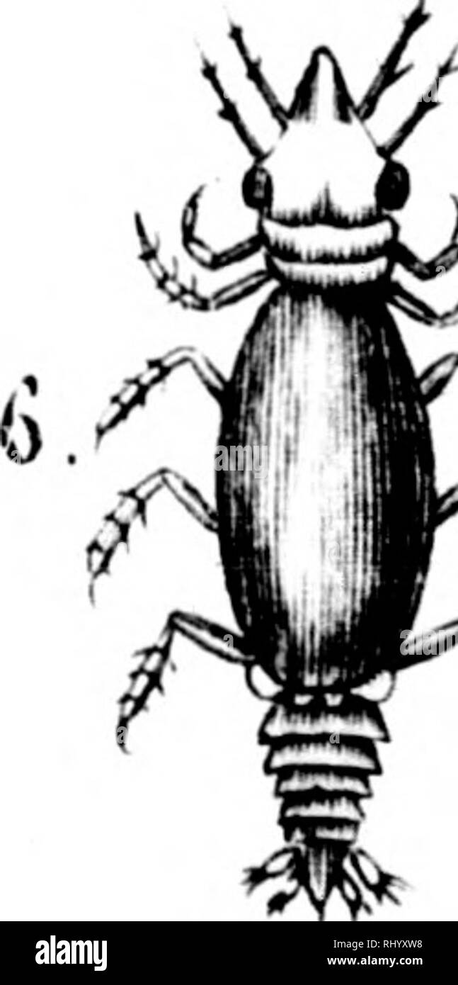 . Manuel de l'histoire naturelle de crustacés [microforme]: Contenant leur Beschreibung et leurs moeurs, avec Zahlen dessinées d'aprè s-Natur. Crustacés; Krebstiere. I. Plivllosoi 2 Krirlulu i) (orophio. Bitte beachten Sie, dass diese Bilder sind von der gescannten Seite Bilder, die digital für die Lesbarkeit verbessert haben mögen - Färbung und Aussehen dieser Abbildungen können nicht perfekt dem Original ähneln. extrahiert. Bosc, L. A. G. (Louis Augustin Guillaume), 1729-1828; Desmarest, Armand Gaëtans, 1789-1838. [Paris? : N. n. ] Stockfoto