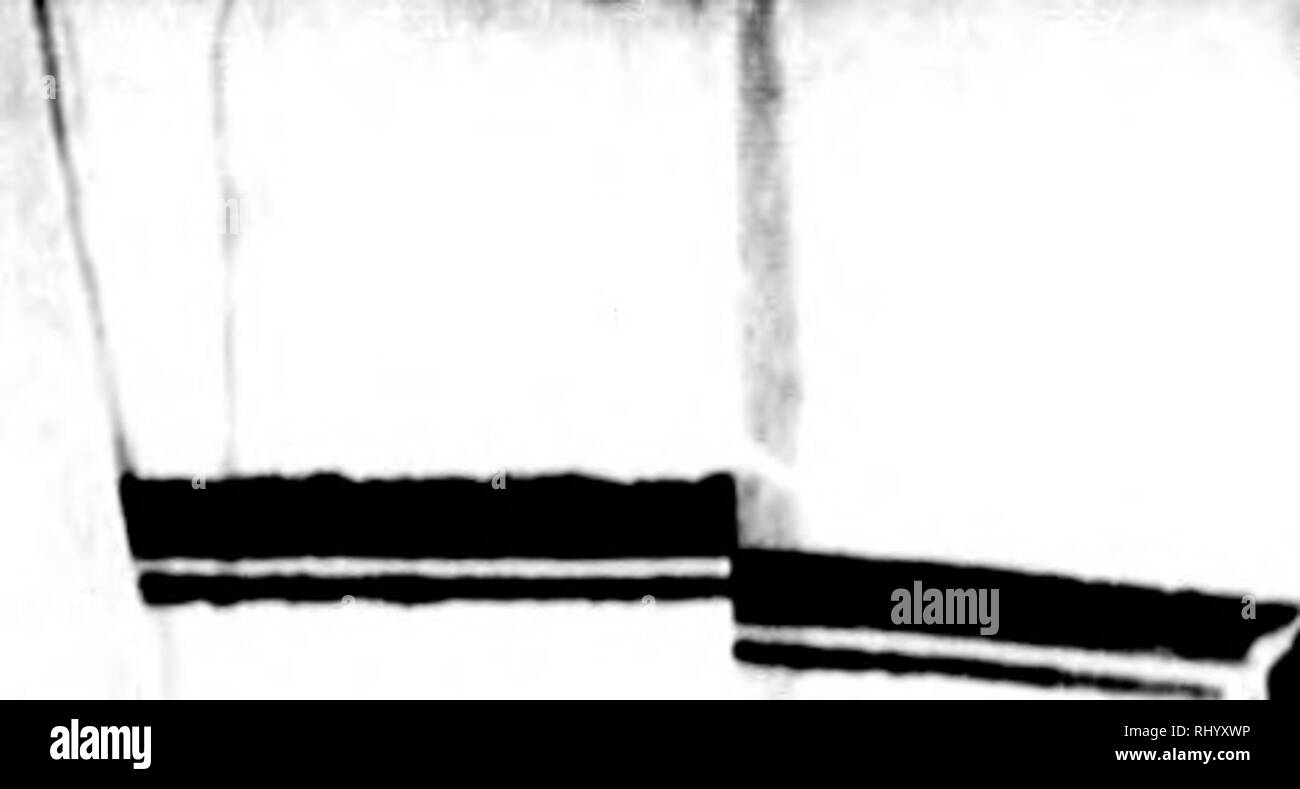 . Manuel de l'histoire naturelle des crustacÃ©s [microforme]: Contenant leur Beschreibung et leurs moeurs, avec zahlen dessinÃ©es d'Après-ski-Natur. CrustacÃ©s; Krebstiere. h^I1 I Ji. Â^â Â",.. 3 £, als Broschur: x&gt;^' Tim ^ Ich. TA • ^-^". Bitte beachten Sie, dass diese Bilder sind von der gescannten Seite Bilder, die digital für die Lesbarkeit verbessert haben mögen - Färbung und Aussehen dieser Abbildungen können nicht perfekt dem Original ähneln. extrahiert. Bosc, L. A. G. (Louis Augustin Guillaume), 1729-1828; Desmarest, Armand Gaëtans, 1789-1838. [Paris? : N. n. ] Stockfoto