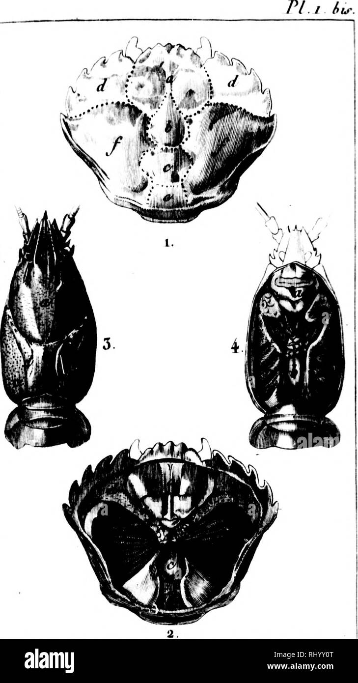 . Manuel de l'histoire naturelle de crustacés [microforme]: Contenant leur Beschreibung et leurs moeurs, avec Zahlen dessinées d'aprè s-Natur. Crustacés; Krebstiere. "Étions. i-C'arapaoc du Crabe nicncxdo en t] ossu&gt; 2. Anatoniie du Crabe de Mena. 3-Panzers de l'Korevisse lluviatile. 4. Analonne de l'h. crevisse lluviatile. ^ f'. t'y. Bitte beachten Sie, dass diese Bilder sind von der gescannten Seite Bilder, die digital für die Lesbarkeit verbessert haben mögen - Färbung und Aussehen dieser Abbildungen können nicht perfekt dem Original ähneln. extrahiert. Bosc, L. A. G. (Louis Augustin Gu Stockfoto