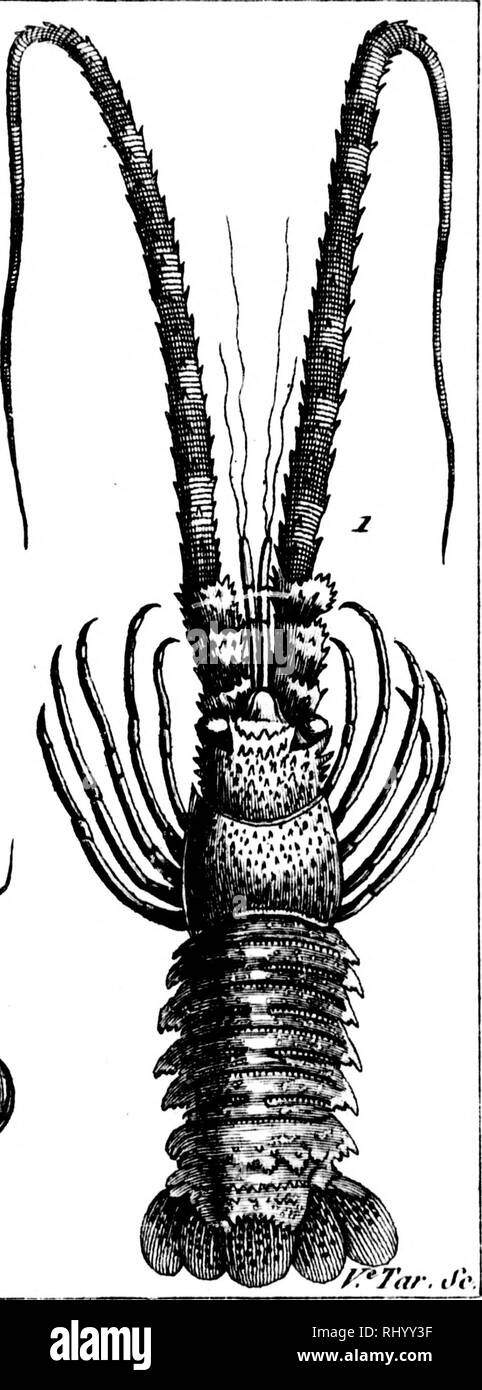 . Manuel de l'histoire naturelle de crustacés [microforme]: Contenant leur Beschreibung et leurs moeurs, avec Zahlen dessinées d'aprè s-Natur. Crustacés; Krebstiere. /) Iri 'tn' f/i '/. 1. l.o Pal nui PC iaïKvou ^ nach. 2 Le Criiio'ou monopodo. Bitte beachten Sie, dass diese Bilder sind von der gescannten Seite Bilder, die digital für die Lesbarkeit verbessert haben mögen - Färbung und Aussehen dieser Abbildungen können nicht perfekt dem Original ähneln. extrahiert. Bosc, L. A. G. (Louis Augustin Guillaume), 1729-1828; Desmarest, Armand Gaëtans, 1789-1838. [Paris? : N. n. ] Stockfoto