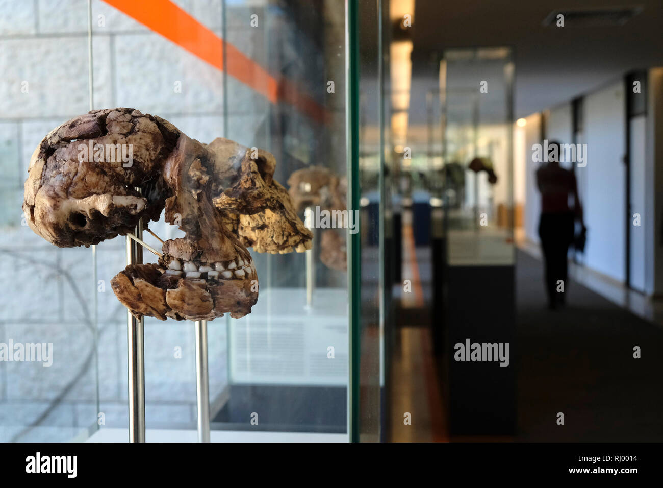 Sehr genaue Kopien von Fossilien Bescheinigung in der menschlichen Evolution, die in vielen Orten auf der ganzen Welt gefunden wurden, angezeigt in einer Ausstellung die fossilen Trail in der Israelischen Akademie der Wissenschaften und Geisteswissenschaften in Talbiya Nachbarschaft West Jerusalem Israel berechtigt Stockfoto