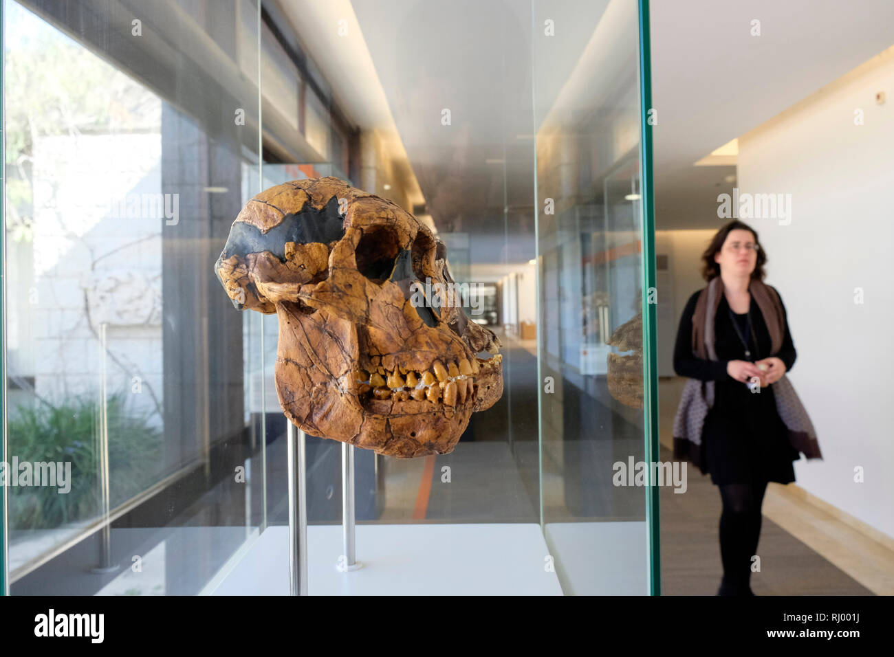 Sehr genaue Kopien von Fossilien Bescheinigung in der menschlichen Evolution, die in vielen Orten auf der ganzen Welt gefunden wurden, angezeigt in einer Ausstellung die fossilen Trail in der Israelischen Akademie der Wissenschaften und Geisteswissenschaften in Talbiya Nachbarschaft West Jerusalem Israel berechtigt Stockfoto