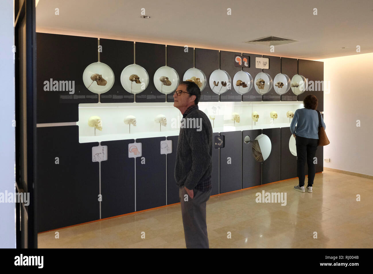Besucher, die an sehr genaue Kopien von Fossilien Bescheinigung in der menschlichen Evolution, die in vielen Orten auf der ganzen Welt gefunden wurden, angezeigt in einer Ausstellung die fossilen Trail in der Israelischen Akademie der Wissenschaften und Geisteswissenschaften in Talbiya Nachbarschaft West Jerusalem Israel berechtigt Stockfoto