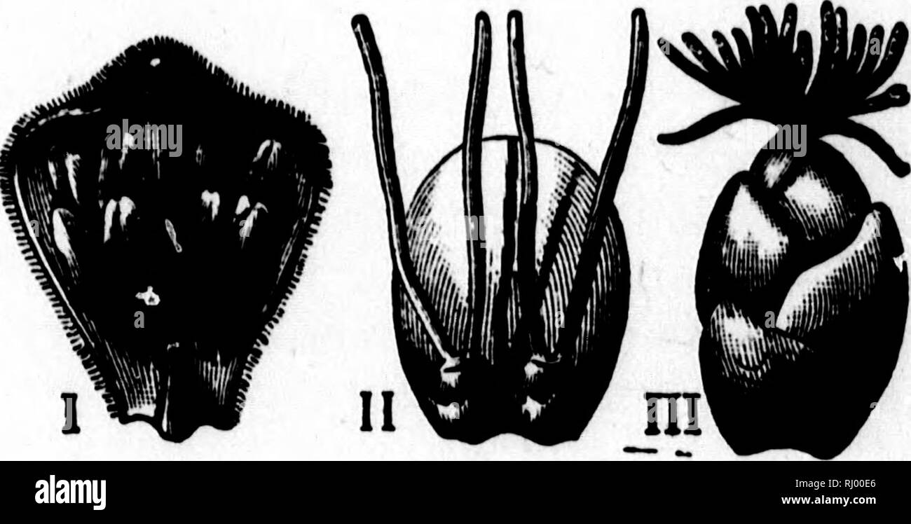 . Die Geschichte der Pflanzen [microform]. Pflanzen; Botanik; Plantes; Botanique. 142 DIE GESCHICHTE DER PFLANZEN. durch den Wind bewegt; sie haben zahlreiche Blumen in jedem, und sie schütteln Sie enorme Mengen an Pollen. Diese können Sie für Ihre - selbst durch Schütteln einen hazel Zweig in der Blütezeit, wenn Sie durch eine perfekte Dusche von Pollen bedeckt. Im Hazel (Abb. 29) der männlichen und weiblichen Flo'v^ rs auf demselben Baum wachsen, sind aber die verschiedenen, zu betrachten. Sie würde wohl kaum. Abb. 29. âFLOWERS OP die Haselnuß. Ich, ein einzelnes â^männlichen Blüte, entfernt von einem catkin. II, ein paar weibliche Blüten. Stockfoto