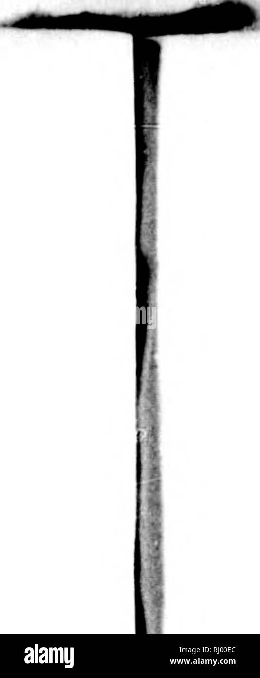 . Bemerkungen auf einer Reise in die südlichen Statthalterschaften des Russischen Reichs in den Jahren 1793 und 1794 [microform]. Natural History; Naturgeschichte; Baron, Sciences Naturelles. d Genue-sie das Beywoh-ie Einha-Steinen scliwe agenwerk n-len, Sterben und Gra-Gepfropft melir den ist-dm zwey Ra-hr prallen d-der-Neubruch y Knaben ug regiert. Vater zum liseii besit sterben - äh Liaben, bene aber Land ge-Hirse ge->cken odei'. 30 "Gerste besaet, und dann, nach BescIialFenheit desLandes, wie * Brack gelassen, da cs Cdtami mit hohen, stachligen und groben Krautern (B Stockfoto