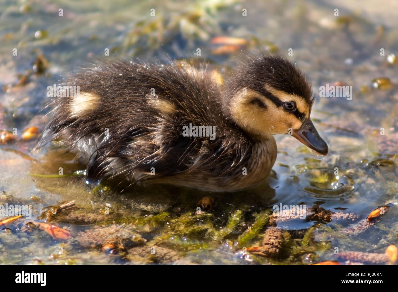 Nahaufnahme eines Entlein Paddeln im flachen Wasser Stockfoto