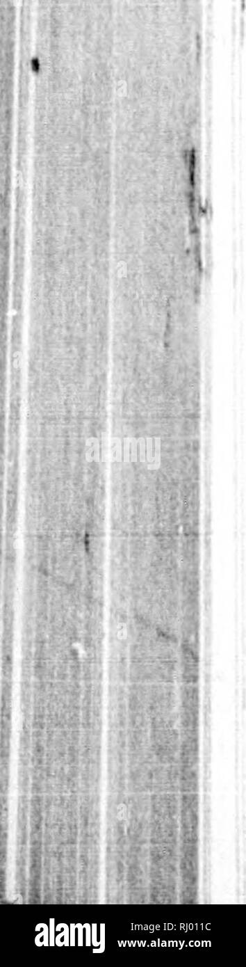 . Erzählung von einer Expedition an der Küste des Arktischen Meeres in 1846 und 1847 [microform]. Wissenschaftliche Expeditionen; ExpÃ©Habungs scientifiques. 240 FoHT hoffen, Repulse Ba.' Abstract qf. Tem |) eraturc uf die Atmosphrre titkrn Drei timet Ia 20-Fuur-huun. Vorherrschenden Wind*. P Highett. Lowtat, Mtiin. Richtung. Kraft. 1 Grad. m, +20 deg. m. + 4 deg. m. + 11,6 w. Â Â¢â¢â¢ 2 +20 + 5 + 12 N. • • • • 3 + 17 + 4 + 9,3 N. von W. • • • • 4 + 10 + 0 + 3,3 N.N.W. .. • • 5 + 10 - 4 + 3,67 N.N.W. • • • • 6 +23 0 + 9.3 Vble. Ruhig. 1 2 7 +24Â 1,5 + 10,5 0 Â" X! Ich "hi* 2 8 +23 h6 + 14,8 Vble. E.S. Stockfoto