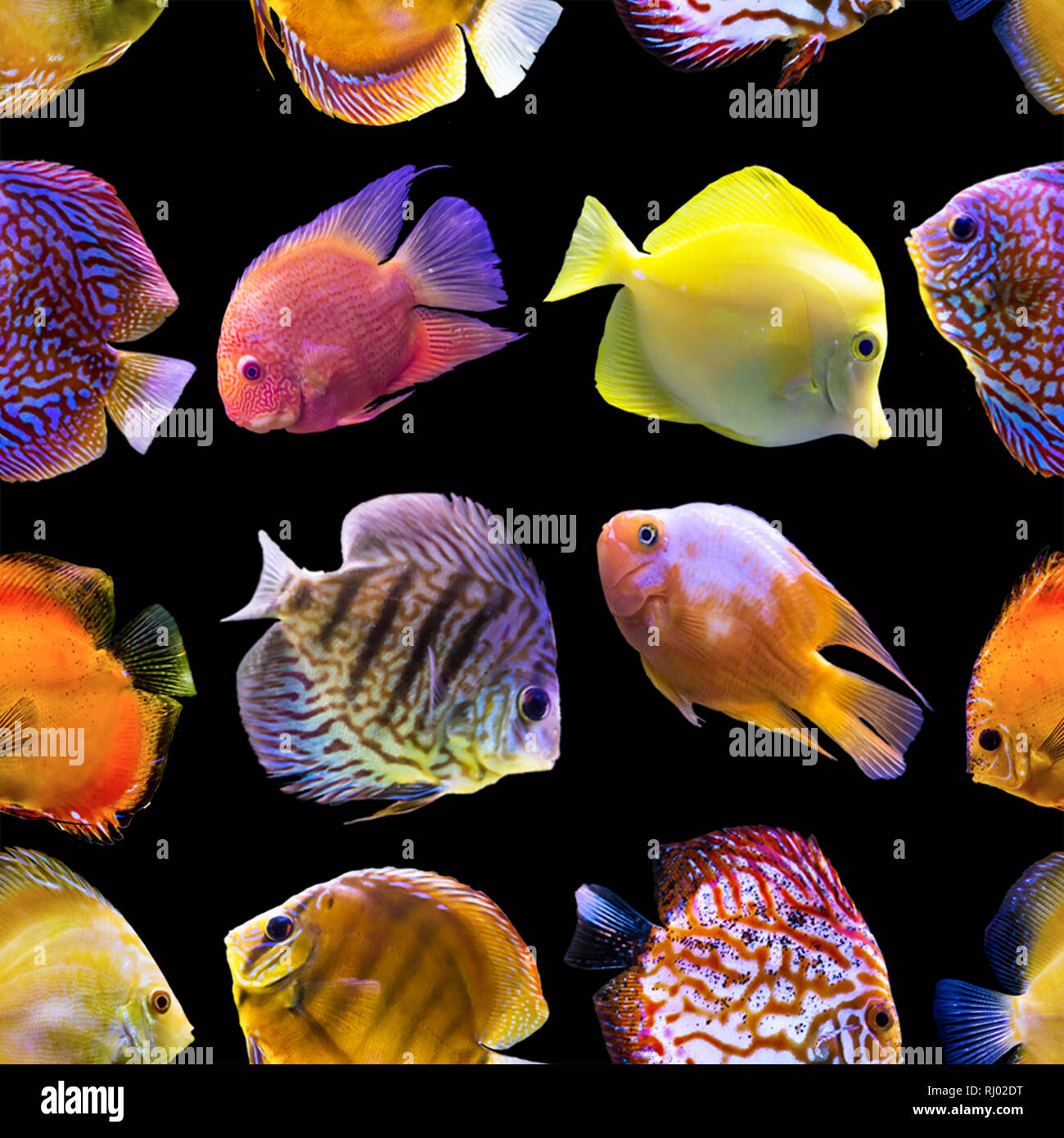 Nahtlose Muster. Bunten Fischen auf einem schwarzen Hintergrund. Über Natur, Kunst, Tiere, Meer, Fisch. Stockfoto