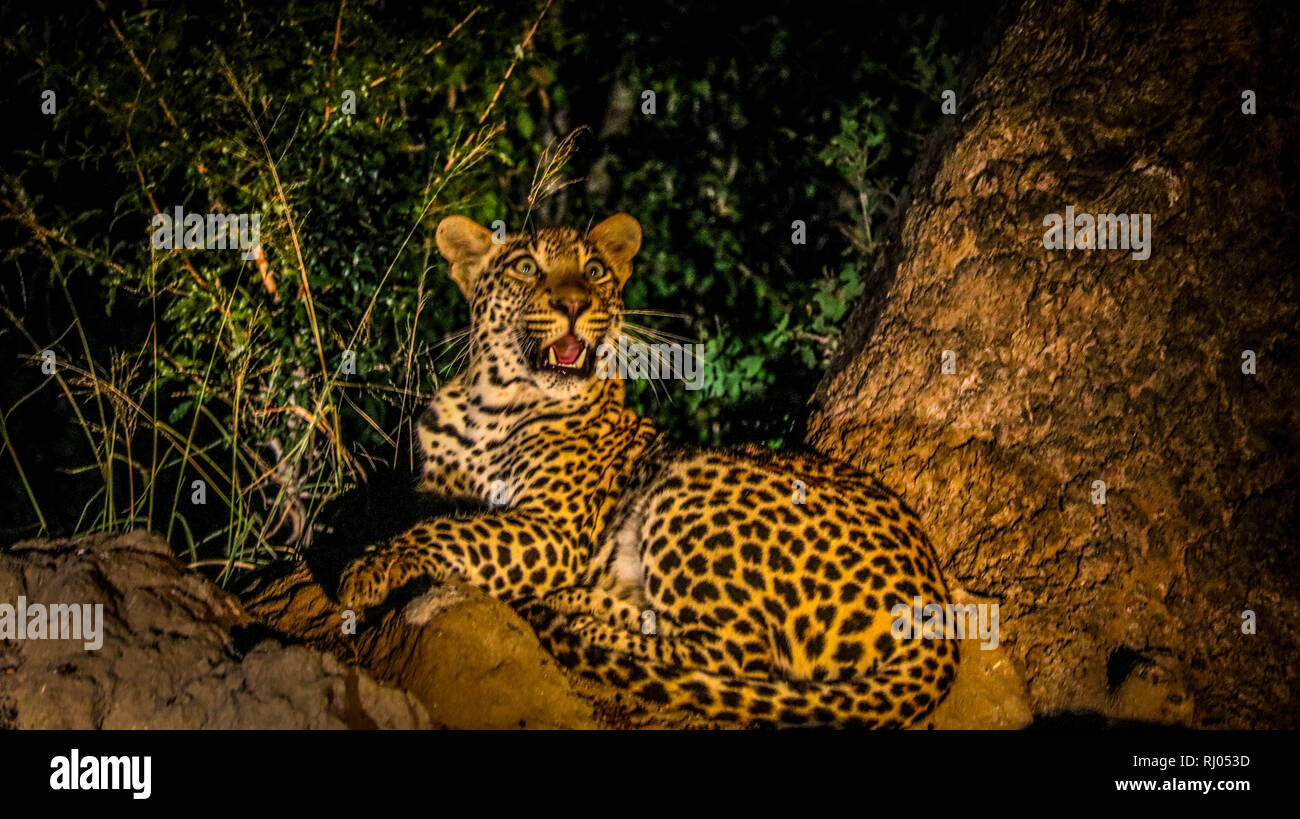 Südafrikanische Leopard bei Nacht Stockfoto