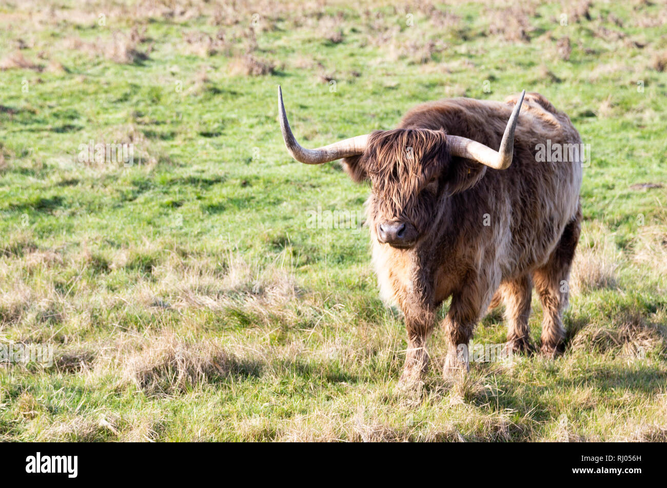 Highland Kuh an Oare Sümpfe Naturschutzgebiet, Faversham, Kent, England Stockfoto