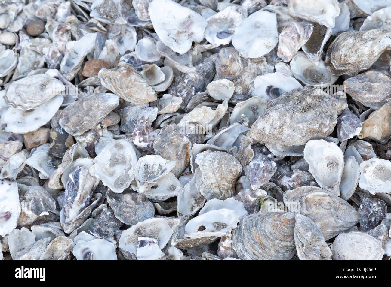 Austernschalen verworfen in Whitstable, Kent, England Stockfoto