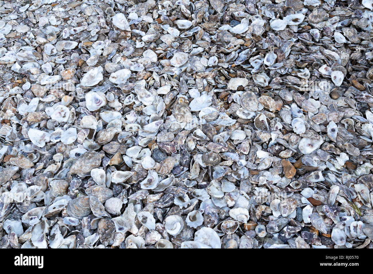 Austernschalen verworfen in Whitstable, Kent, England Stockfoto