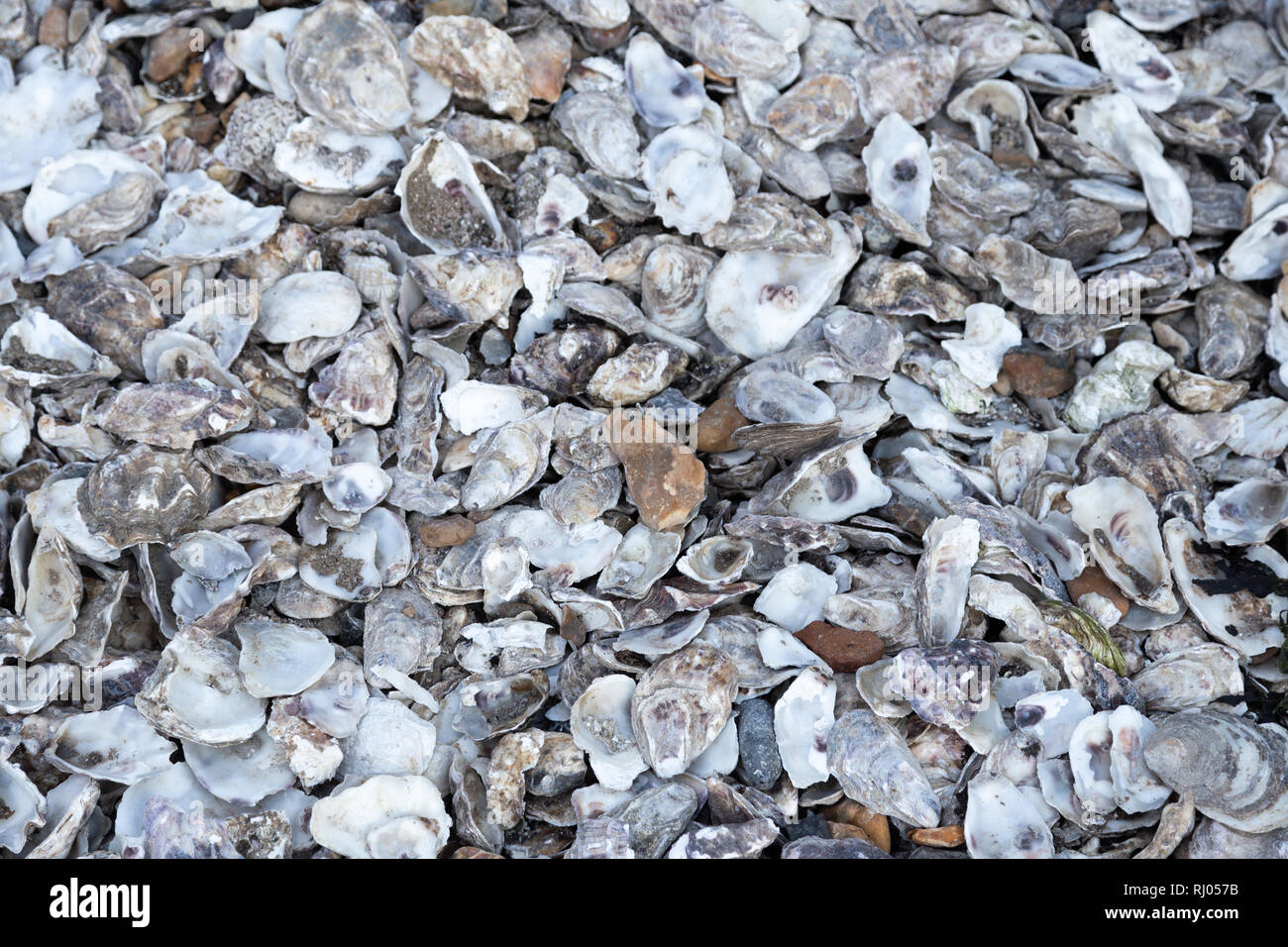Austernschalen verworfen in Whitstable, Kent, England Stockfoto