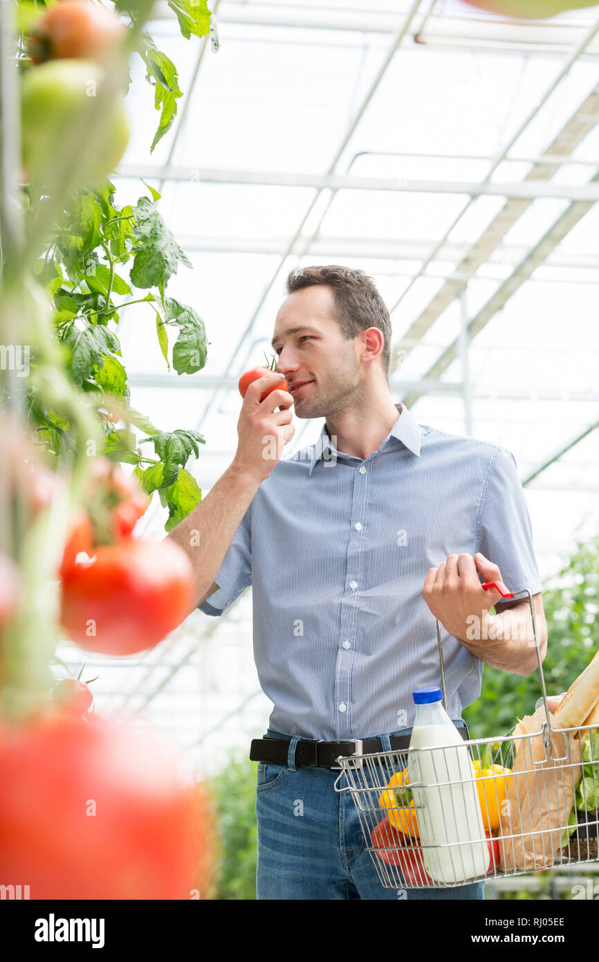 Mann mit Korb riechen Bio Tomaten im Gewächshaus Stockfoto