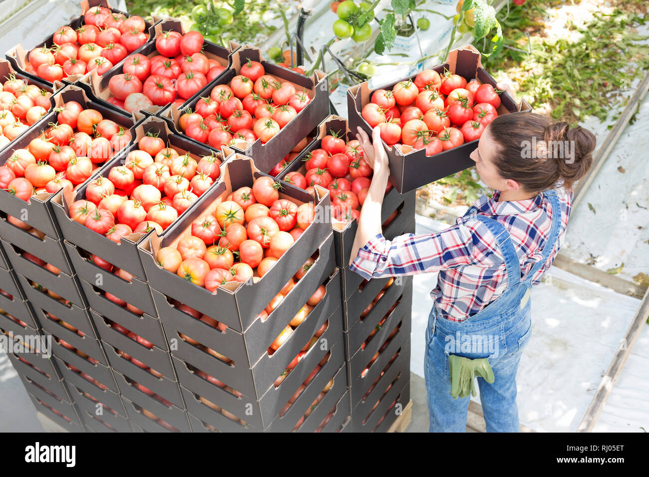 Hohe Betrachtungswinkel von Landwirt stapeln Kisten Tomaten im Gewächshaus Stockfoto