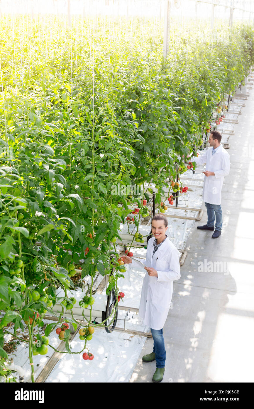 Hohe Betrachtungswinkel von Kollegen untersucht Tomaten Pflanzen im Gewächshaus Stockfoto