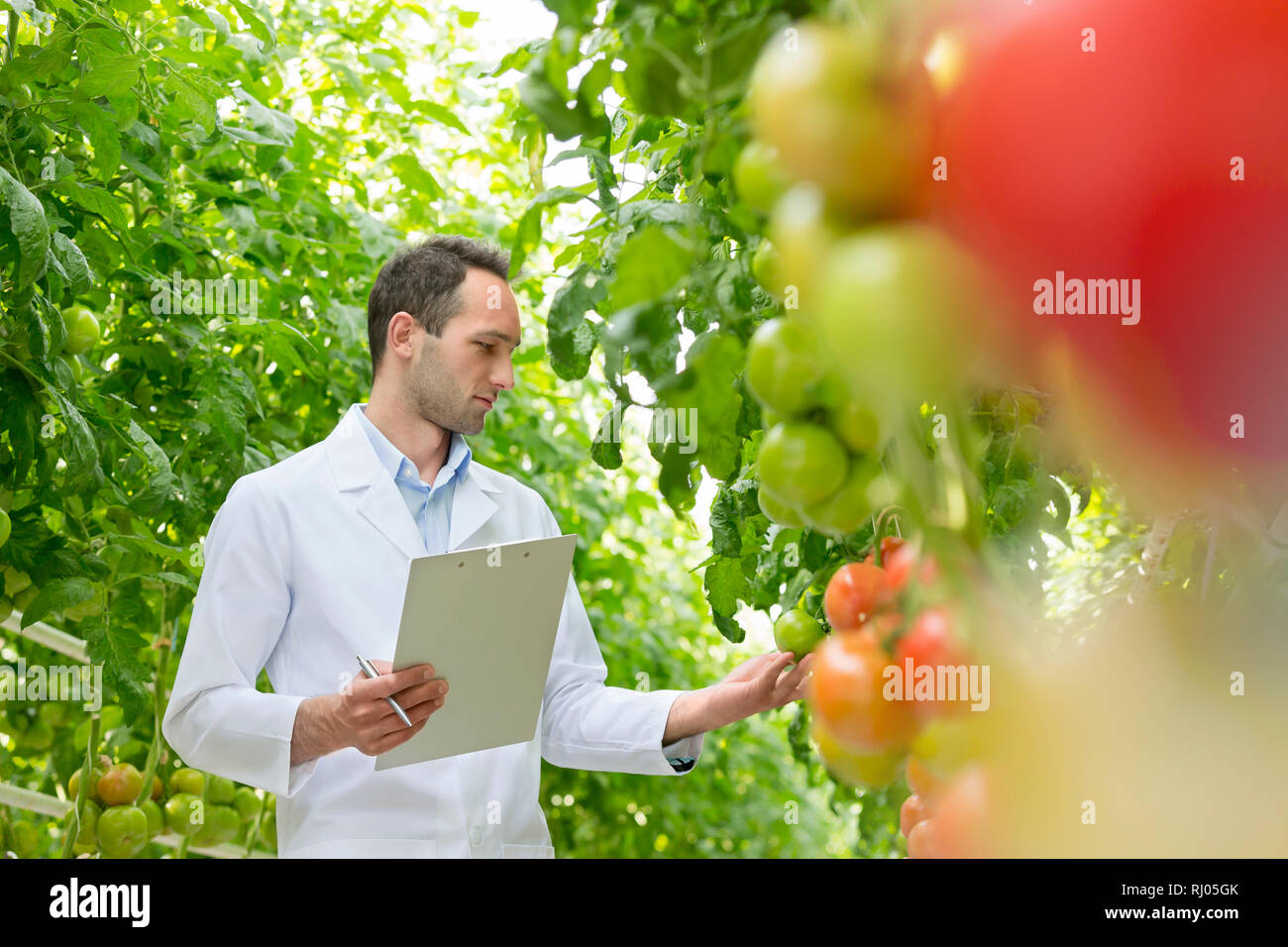 Wissenschaftler mit Zwischenablage Prüfung Tomaten im Gewächshaus Stockfoto