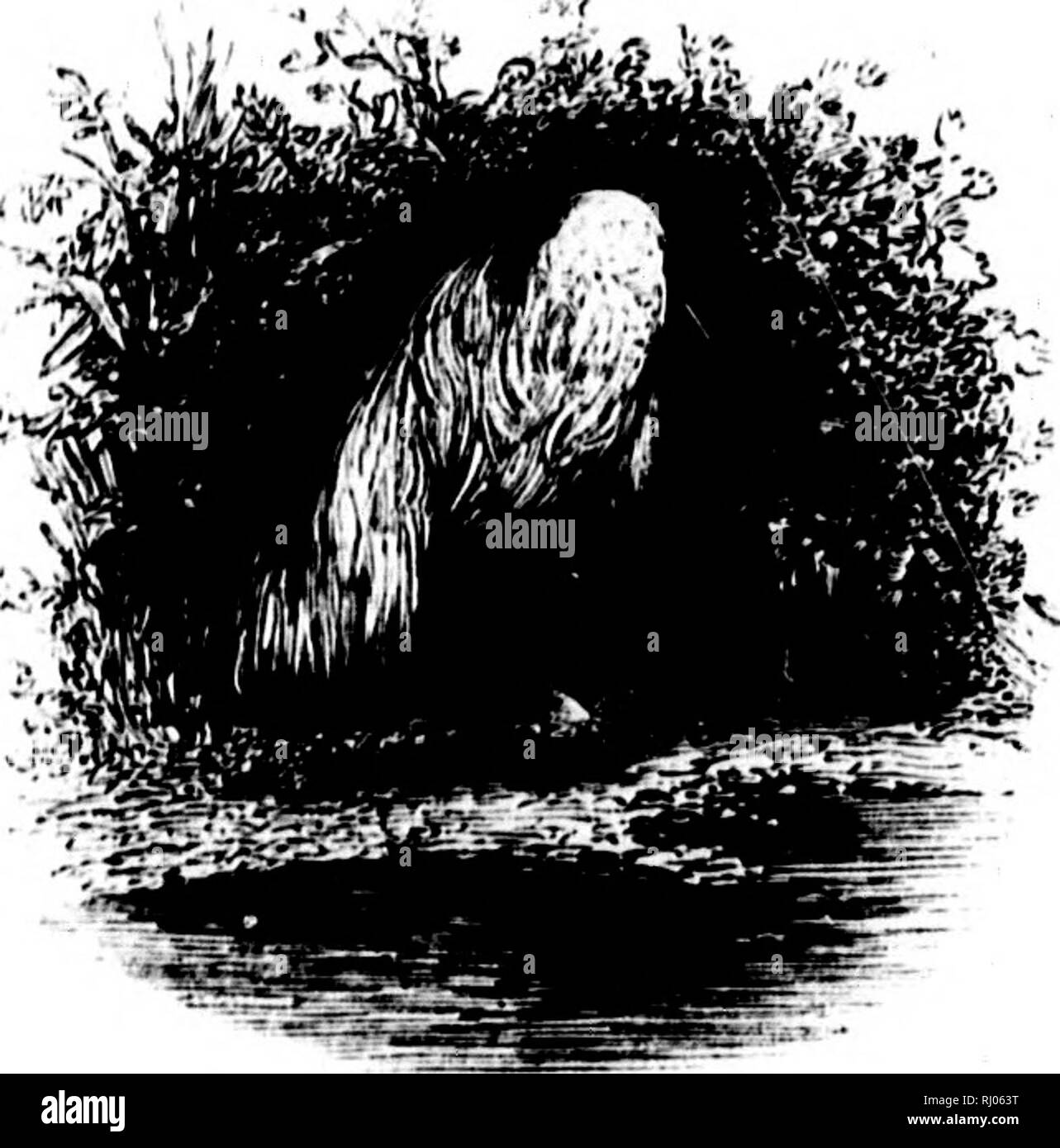. Wanderungen in Südamerika, im Nordwesten der Vereinigten Staaten, und die Antillen, in den Jahren 1812, 1816, 1820, &Amp; 1824 [microform]: mit original Anleitung für die perfekte Erhaltung der Vögel, etc. bei Schränken der Naturgeschichte. Zoologie; Zoologie. ! 403 KXrr. AXATOHY INDEX. In vielen juivts von Ciuiana tho Egret wird durch den Namen des Wliito (Jmildin genannt. F. FiC!, Wii-T) (Clvsia alh &Lt;i). Fink, IIed-iikadku (wahrscheinlich Passerina gvlarin). ViVA ''A'. - Im tropischen Amerika Es gibt so viele Lumi-nous Insekten Avhich von tho populärer Name von Firefly, die keine besonderen Arten h gehen Stockfoto