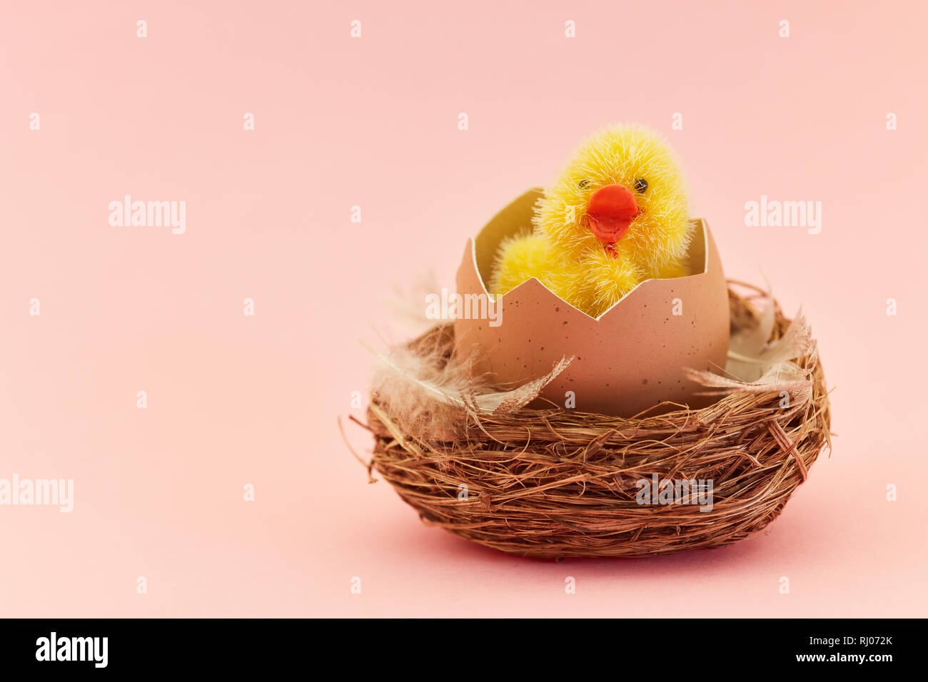 Frisch geschlüpfte Küken schaut aus einem Ei im Nest für Ostern Stockfoto