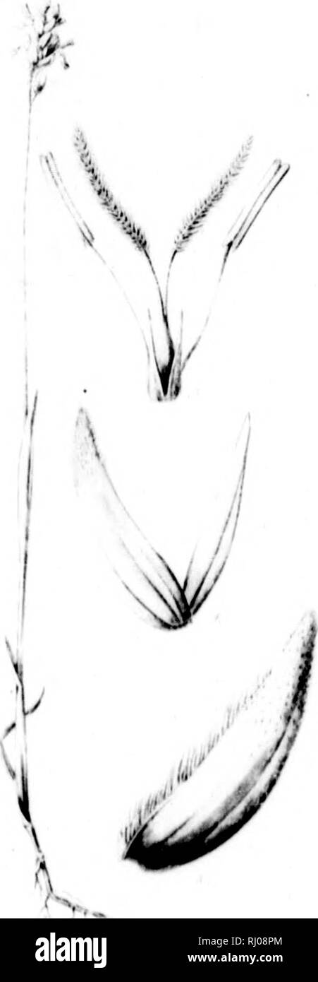 . Anhang zum Kapitän Parry's Journal eine zweite Reise [microform]: Für die Entdeckung einer Nord-West-Passage vom Atlantik bis zum Pazifik, in seine Schiffe Fury und Hecla Majestät in den Jahren 1821-22-23. Wissenschaft; Botanik; Wissenschaft; Botanique. /. NTs --aK,. Bitte beachten Sie, dass diese Bilder sind von der gescannten Seite Bilder, die digital für die Lesbarkeit verbessert haben mögen - Färbung und Aussehen dieser Abbildungen können nicht perfekt dem Original ähneln. extrahiert. Parry, William Edward, Sir, 1790-1855. London: J. Murray Stockfoto