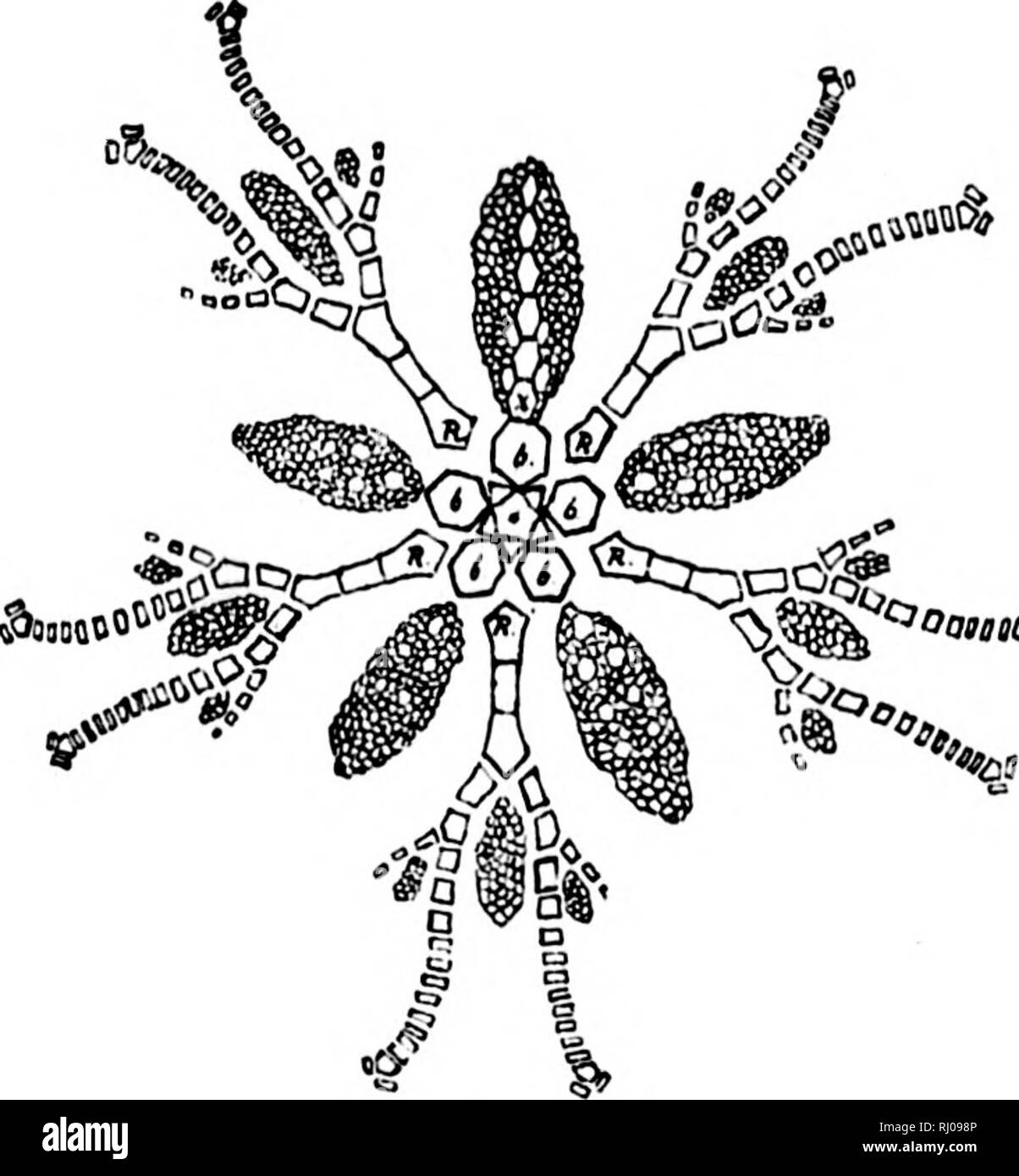 . Die Nordamerikanischen Crinoidea Camerata [microform]. , Fossile Crinoidea; Crinoïdes Fossilien. 174 Die CKINOIDKA CAMEBATA VON NORDAMERIKA. Oaiiio^ im wachsenden Crinoid in großer Zahl eingeführt zu den primären interradials und interdistichals, sowie zwischen diesen und den basals, radials und brachials. Die interdistichal interrndial und Räume in dieser Gruppe sind sehr deprimiert, und die Platten der Nachfolger des radials gefaltet in auffälligen Rippen. Diese Struktur, mit der mehr oder weniger rudimentär Charakter der zwischengeschalteten Platten kombiniert, ist so einzigartig und bemerkenswert, dass alle Othe Stockfoto