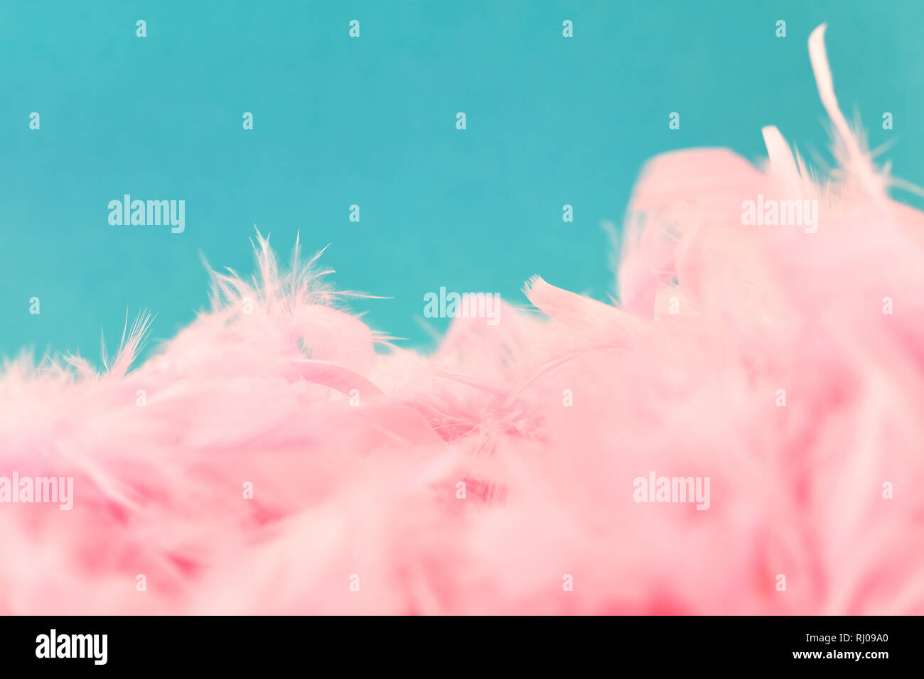Viele rosa Federn als Hintergrund Header Textur vor Blau Stockfoto