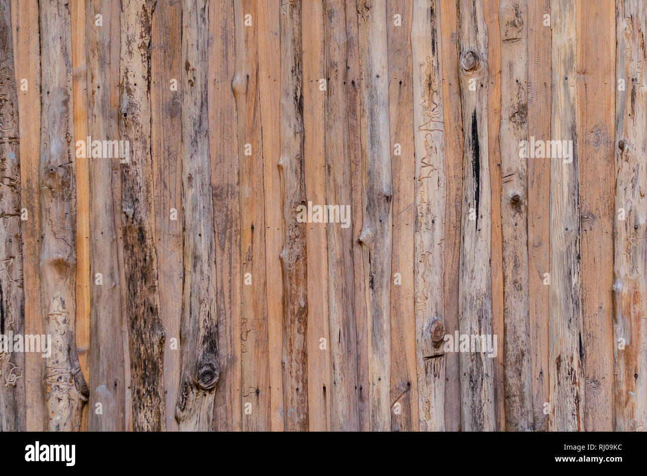 Alte hölzerne Wand aus Baumrinde Natur Design Konzept, Holz Textur Hintergrund für die Gestaltung Kulisse im Konzept dekorative Objekte. Stockfoto