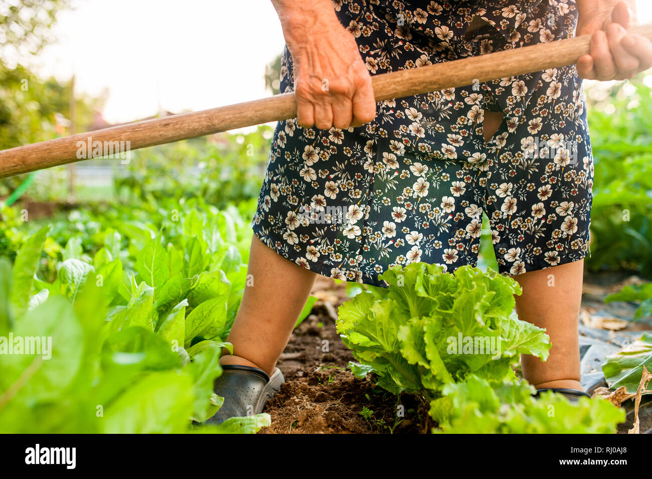 Nahaufnahme der alten Frau, die Hände, die Hacke während in der Gemüse Garten in der Landschaft Farm arbeiten Stockfoto