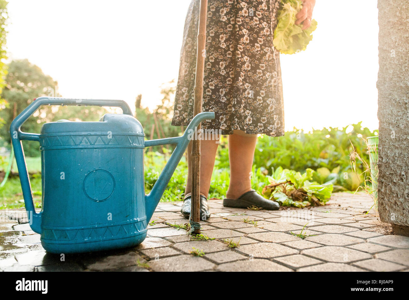 Nahaufnahme der wet blue Gießkanne mit alten Frau auf Gemüse Garten im Freien Stockfoto