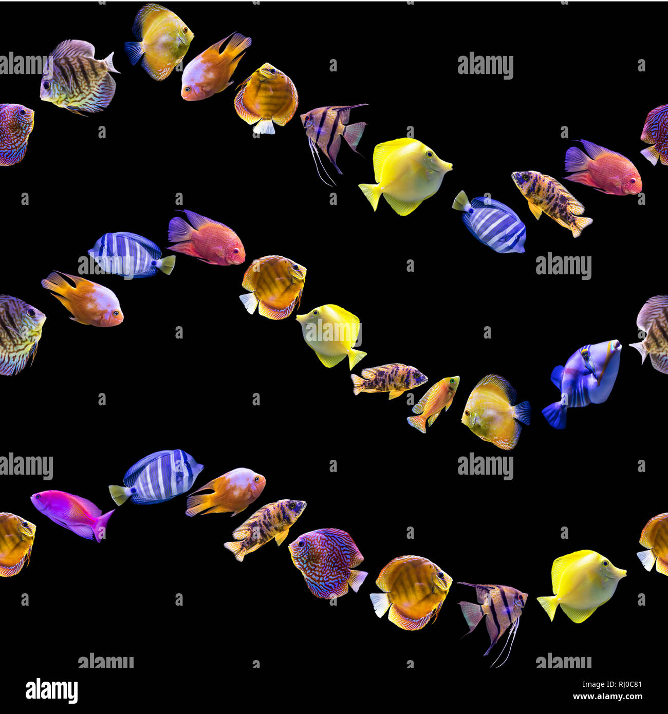 Wellenförmige nahtlose Muster. Bunten Fischen auf einem schwarzen Hintergrund. Über Natur, Kunst, Tiere, Meer, Fisch. Stockfoto