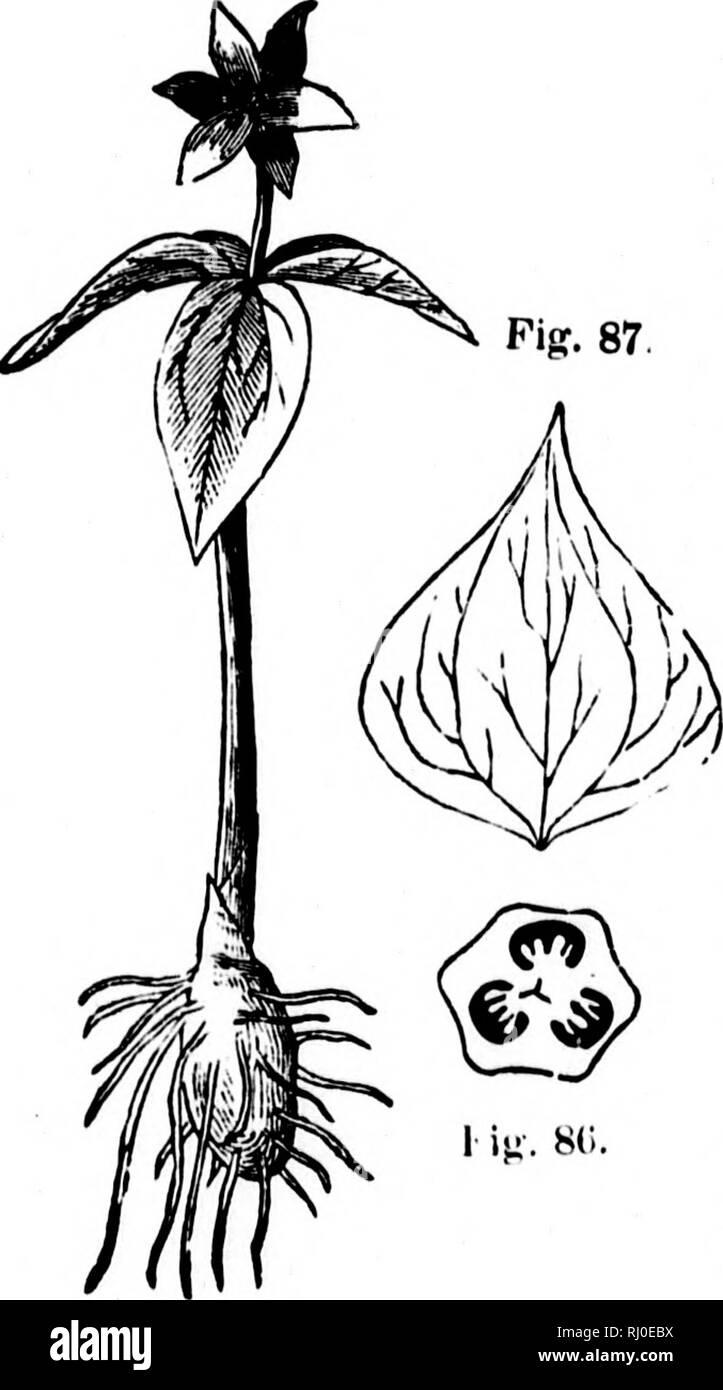 . Die Elemente der strukturelle Botanik [microform]: mit besonderem Bezug auf die Untersuchung der Kanadischen Pflanzen:, an dem eine Auswahl von Prüfungsaufgaben hinzugefügt. Anlage Anatomie; Botanik; Botanique; Botanique. G4 STRUKTURELLE UOTANY ELEMKNTH OP. Hund - Zahn violett. Ich Orgel. Nr. Zusammenhalt. Haftung. Bemarks fällt. Verlässt. 6 Polyphyllous. Minderwertig. Staubblätter. 6 Hexandroua. Hypogynous. Filamente ter-minating in scharfe Punkte. Pistil. Samenkapseln. 3 Synoarpons. Superior. !Li Abb. 85. Figr. 87. 85. Trillilim. Diese Pflanze (Abb. 85) Mai blühen etwa zur gleichen Zeit gefunden werden wie der eben beschrieben. Die PERIAN Stockfoto