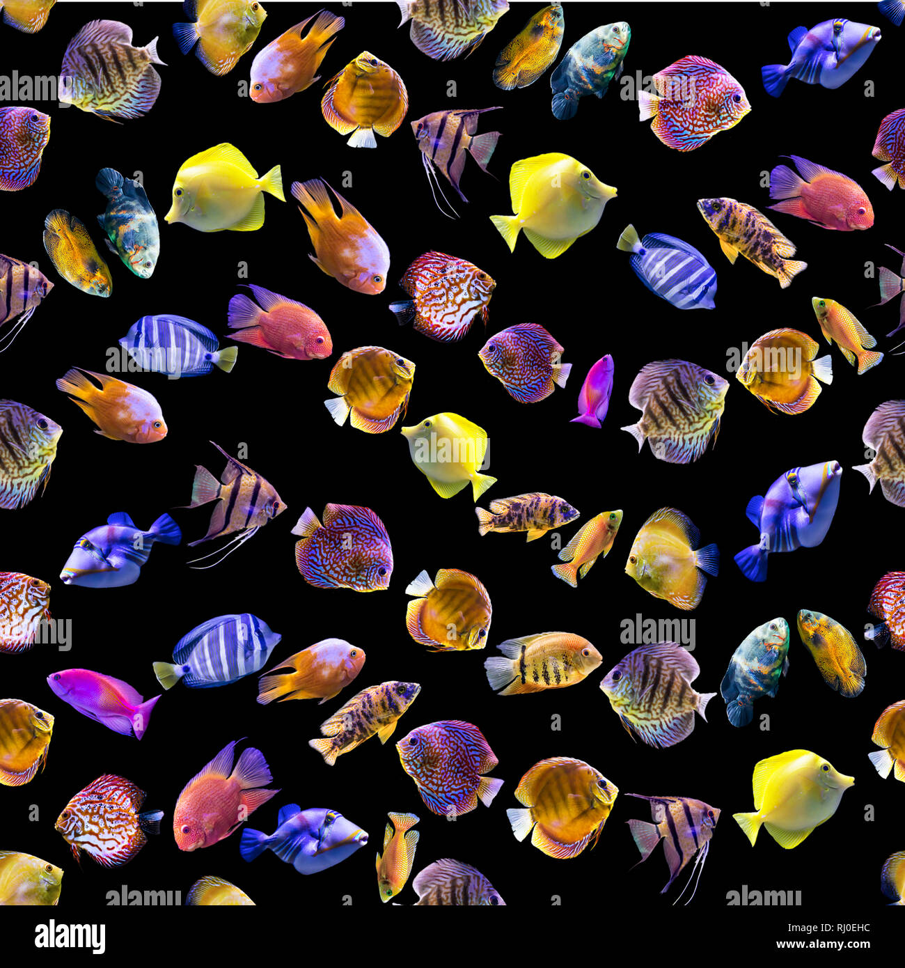 Wellenförmige nahtlose Muster. Bunten Fischen auf einem schwarzen Hintergrund. Über Natur, Kunst, Tiere, Meer, Fisch. Stockfoto