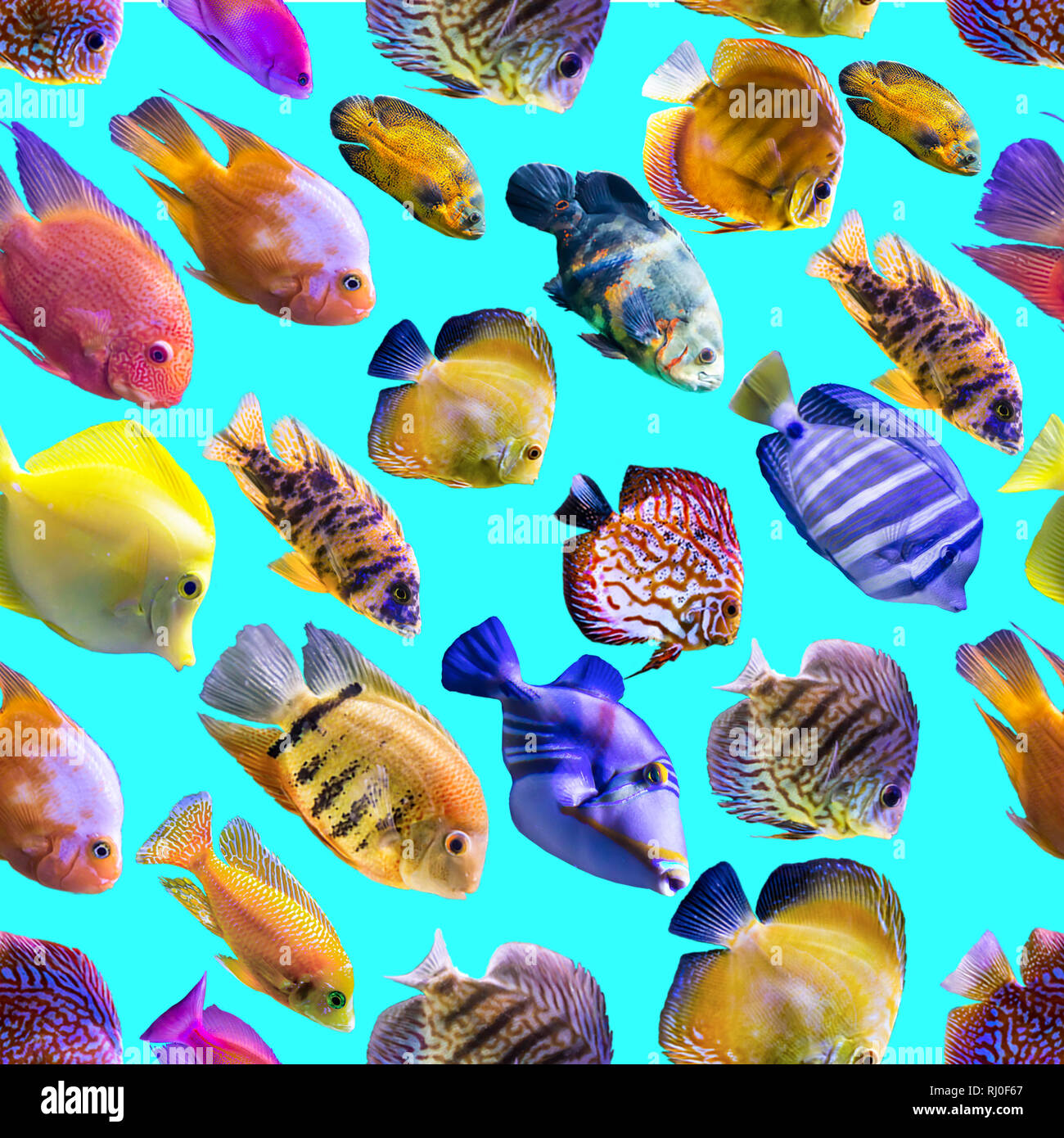 Nahtlose Muster. Bunten Fischen auf blauem Hintergrund. Über Natur, Kunst, Tiere, Meer, Fisch. Stockfoto