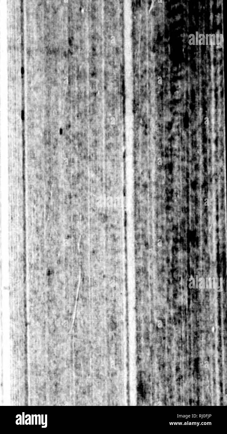. Eine Reise um die Welt in den Jahren 1785, 1786, 1787 und 1788 [microform]. Boussole (Fregatte); Astrolabium (Fregatte); Boussole (FRÍAS © Gate); Astrolabium (FRÍAS © Gate); Reisen rund um die Welt; Wissenschaftliche Expeditionen; Voyages Autour du Monde; ExpÃ©Habungs scientifiques. ROU ^D DER WELT. 337 CHRISTOPHEGlLBERT, COrporal, flfzV/^-rc7 Â" 0? 272/er. Jean Pierre Huguet, Schlagzeuger, idem. Tischler^ caiilkerSy und Entscheidungsträger versagen. Robert-Marie Le Gal, mailer Tischler. Jean Berny, Tischlerei, Kumpel. FRAN901S BiziEu, idem. Jean Le Cam, idem. JEAN-FRAN901S Paul, Mailer caulker. Louis Mevel, idem. Jean Grosset, mafter f Stockfoto