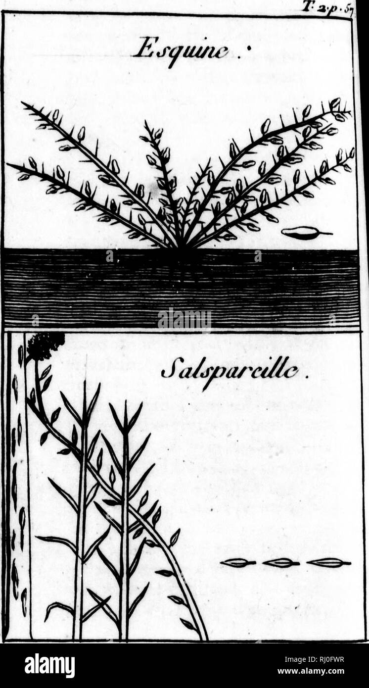 . Histoire de La Louisiane [microforme]: Contenant la Découverte de ce vaste zahlt; sa Beschreibung géographique; un Voyage dans les Terres; l'histoire naturelle; Les moeurs, coûtumes&amp; Religion des Naturels, avec leurs Origines; deux Voyages dans le Nord du Nouveau Mexique, dont un jusqu'à la Mer du Sud; ornée de deux Cartes &Amp; de 40 planches en Taille douce. Wissenschaft naturelles; Indiens; Naturgeschichte; Indianer Nordamerikas. . Bitte beachten Sie, dass diese Bilder aus gescannten Seite Bilder, die digital für die Lesbarkeit verbessert haben mögen - Färbung und Erscheinungsbild der extrahiert werden Stockfoto