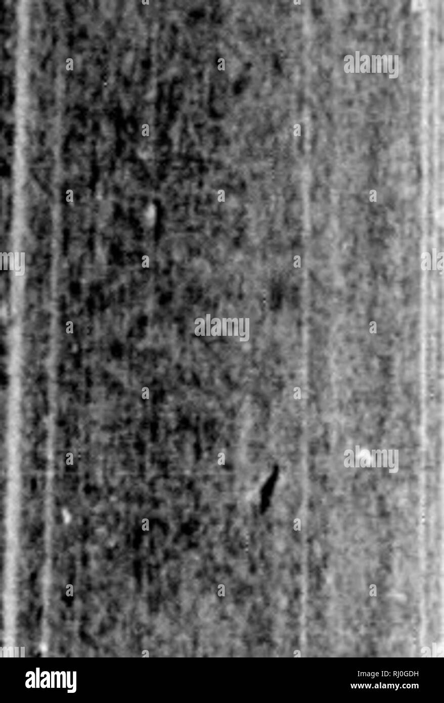 . Gattungen lichenum [microform]: eine Anordnung des Nordamerikanischen flechten. Flechten; Flechten. HF-C. Â"; "V'â¢ f! (232) roph.;&amp; in Ann. 3,11, S. 243. Tul. Mdm. sur les Lich.s. 81,186,1.15, w. [10,12]. Nyl. Syn. S. 173. Apothecia excipulo crateriformia, proprio Nigro thallino clavato, ex apicibus intumescentibus ramorum formato, recepto. Spo-e e thecis cylindraceis Inox auswurfmaterial 3, obtusissiine ellipsoideae medio Con-Stricta 3, biloculares, fuscoi. Oblonga; sterigmatibus Spermatia artic - ulatis. Thallus friiticulosus, erectus, Solidus, medulla primitus flaves-cente, dein chondroideo - Auto Stockfoto