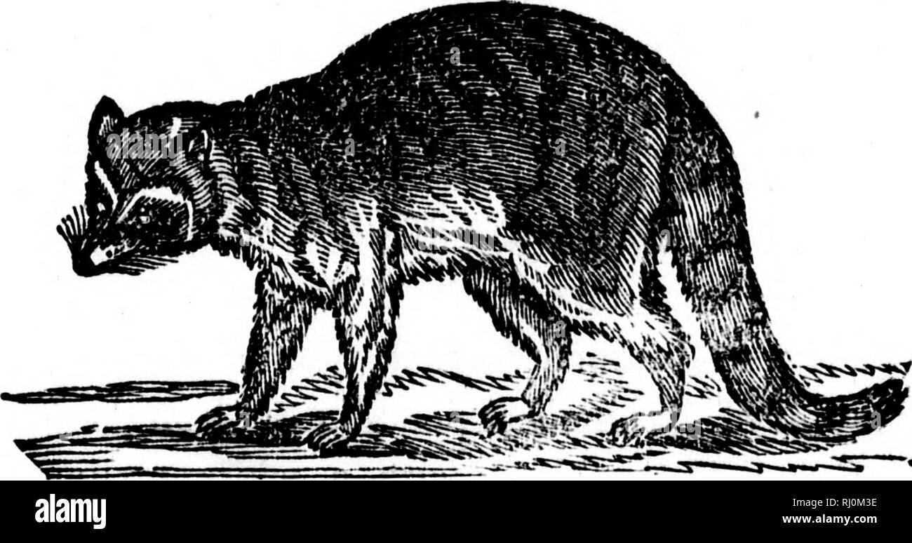 . Die Tiere der Nordamerika [microform]. Zoologie; Säugetiere; Zoologie; Mammifères. Kapitel III. Der racoon AKD SEINE EIGENSCHAFTEN - der Dachs, das WOL-VKRENE und der VIELFRASS - das WIESEL STAMM - das STINKTIER, die Fi! 4 IIK|{, Nerz, Zobel, WEASEL - DESCRII' tion EINES SABLE LIISE - DER OTTER UND SEINE GEWOHNHEITEN. Es gibt nur wenige Teile Nordamerikas, in der die Racoox {Procyon Lotor) wurde nicht gefunden. Beschreibung.-Kopf kurz mit Fox - wie Aussehen; Ohren klein; Schwanz lang und buschig; Schnauze verjüngt, Projektierung wesentlich über den Mund; Farbe braun, mit breiten schwarzen Flecken über den Augen, breitrandig Stockfoto