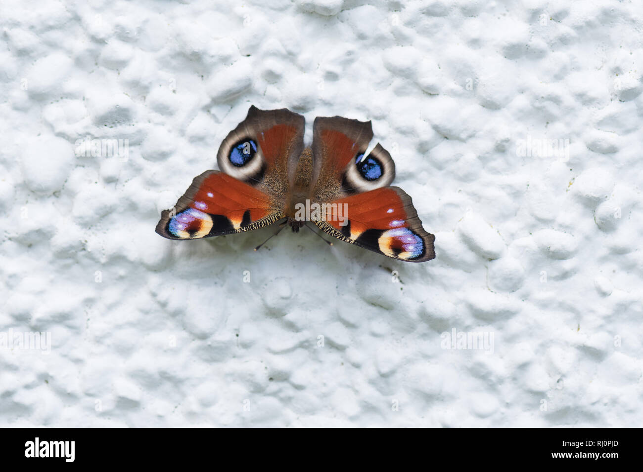 Tagpfauenauge - Nymphalis io-Sonnenbaden auf den Weißen Haus Wand Wärme aufzunehmen - die Wärme wird auf der Unterseite der Flügel des Schmetterlings-uk wider Stockfoto