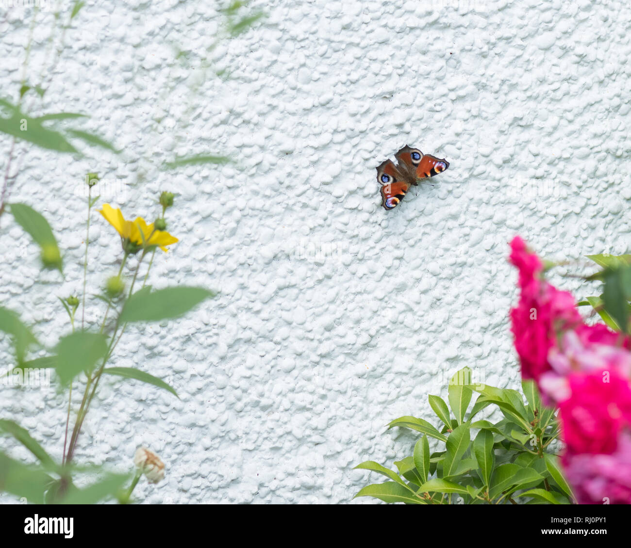 Tagpfauenauge - Nymphalis io-Sonnenbaden auf den Weißen Haus Wand Wärme aufzunehmen - die Wärme wird auf der Unterseite der Flügel des Schmetterlings-uk wider Stockfoto