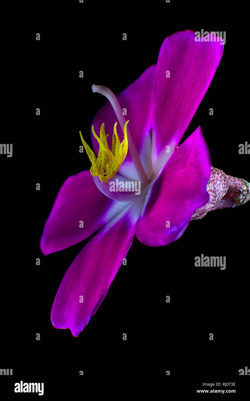 Tibouchina Blume auch genannt Siete cueros in Kolumbien Stockfoto