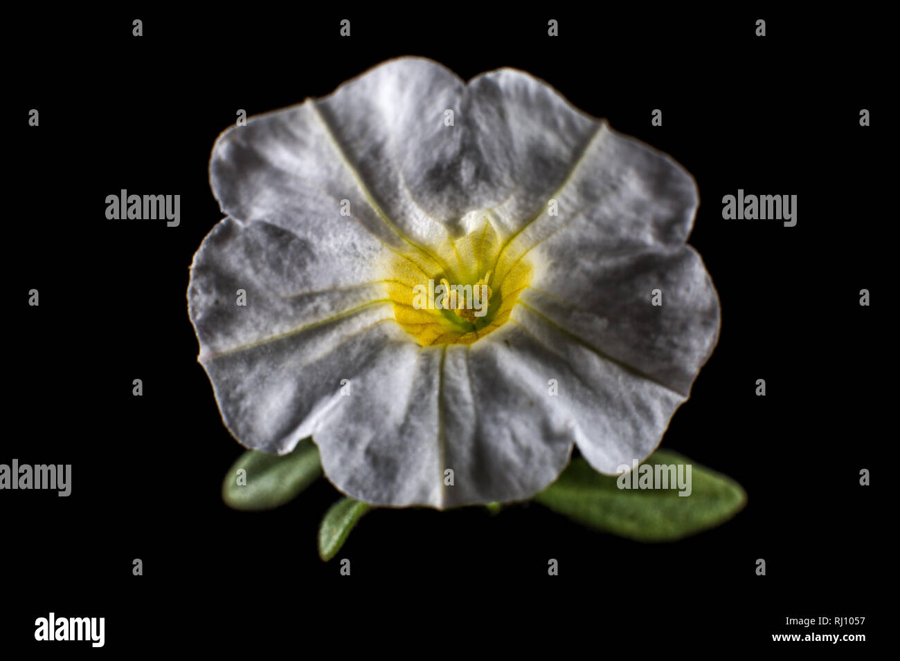 Million Bells Blume Makro Stockfoto