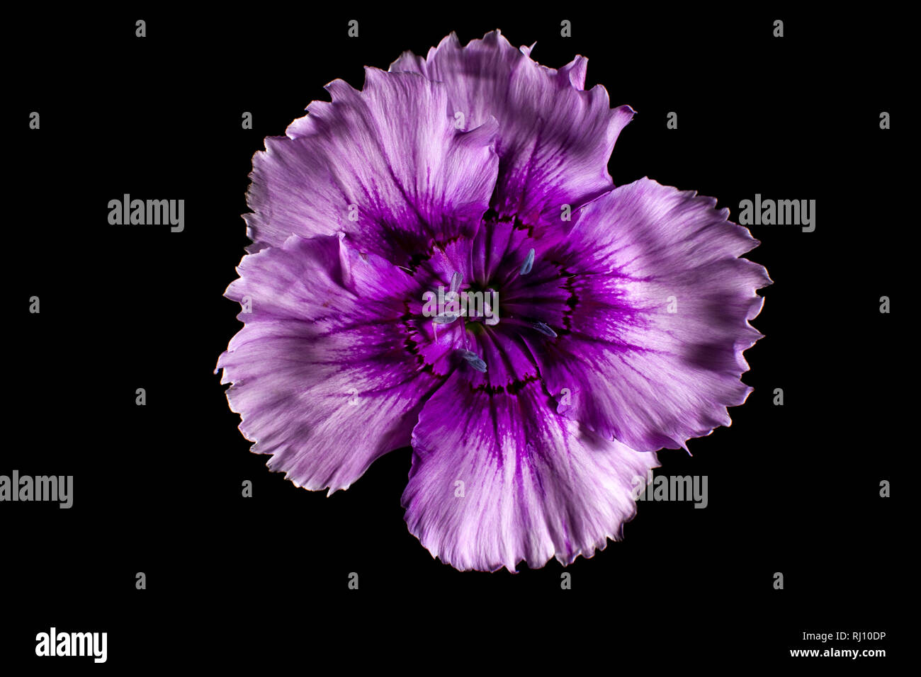 China rosa Blume Vielfalt Stockfoto
