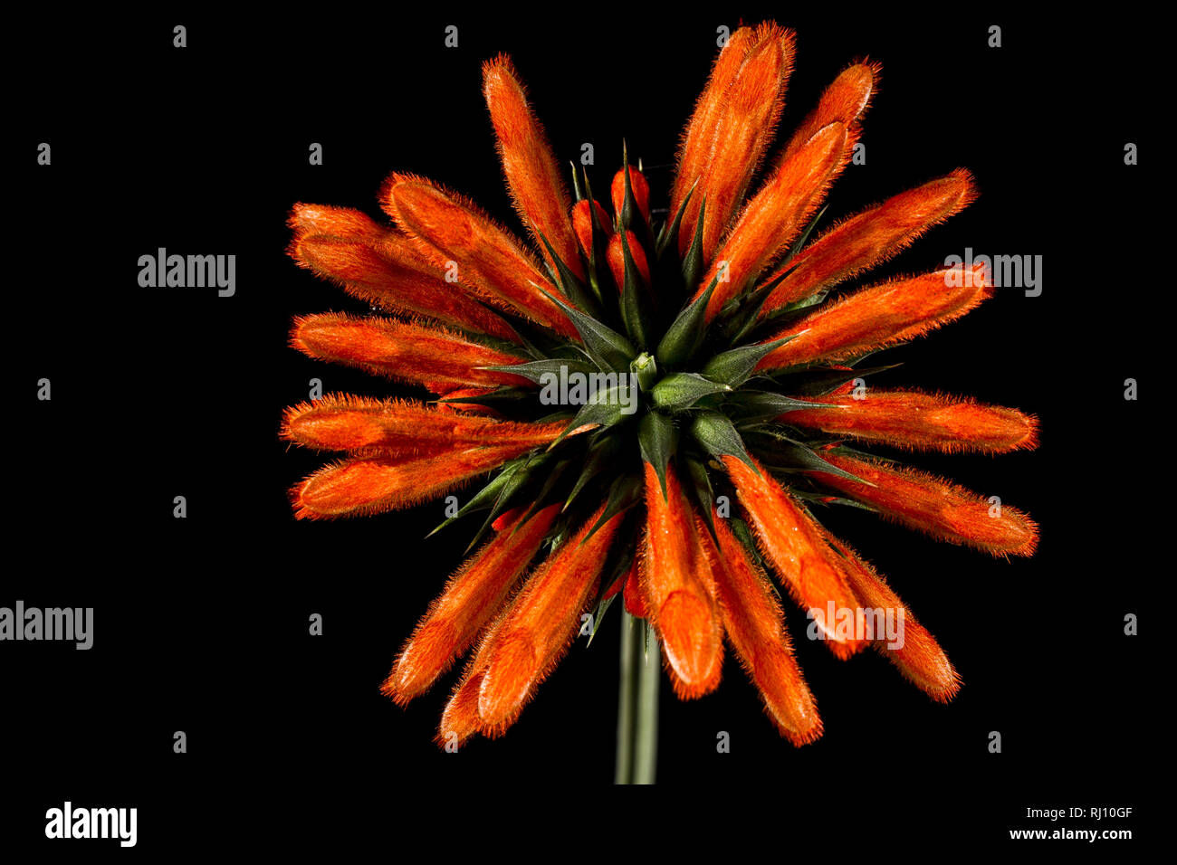 Ecuadorianischen Unkraut Blume Makro Stockfoto