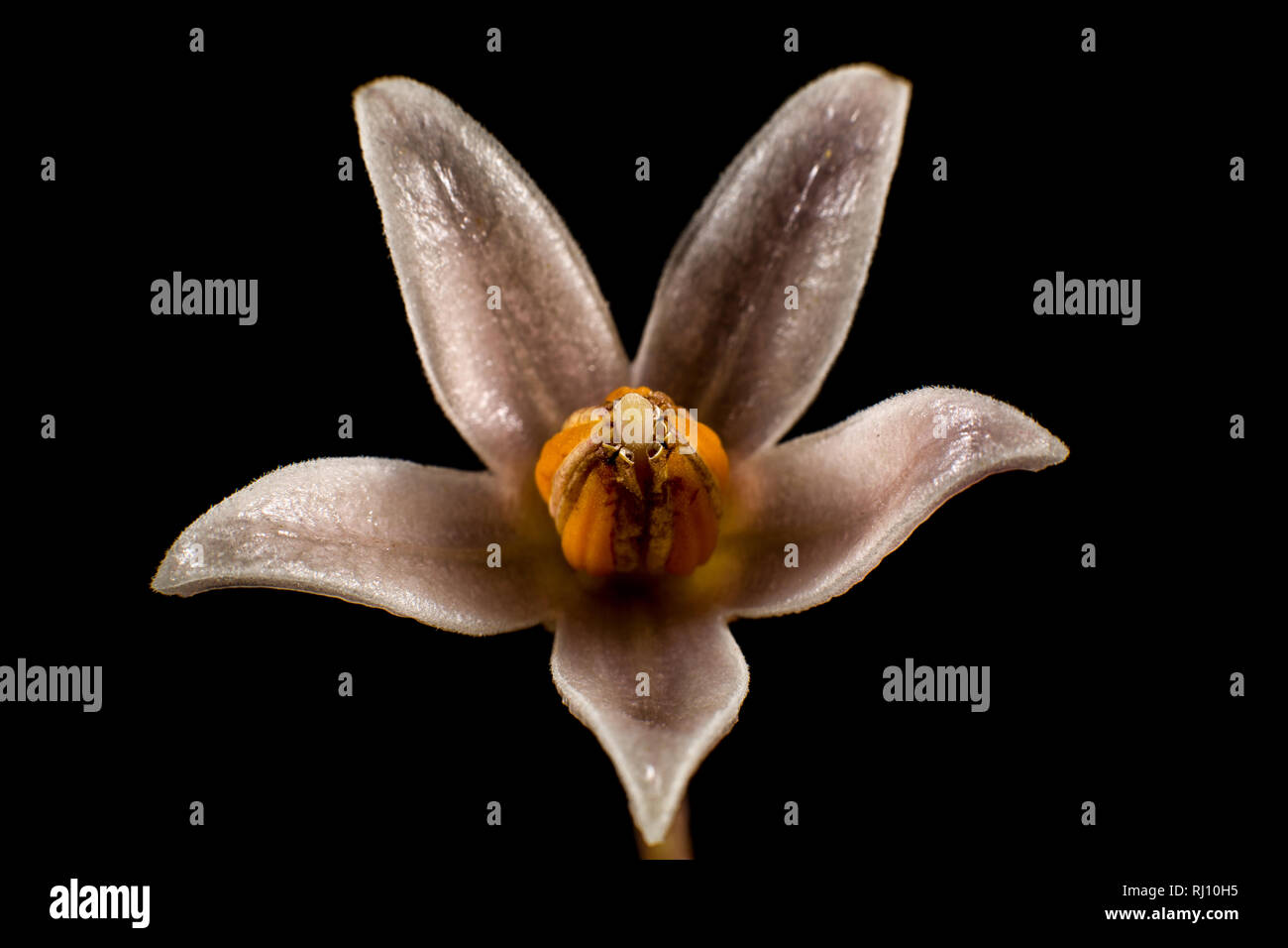 Tamarillo Obst Blumen Makro Stockfoto