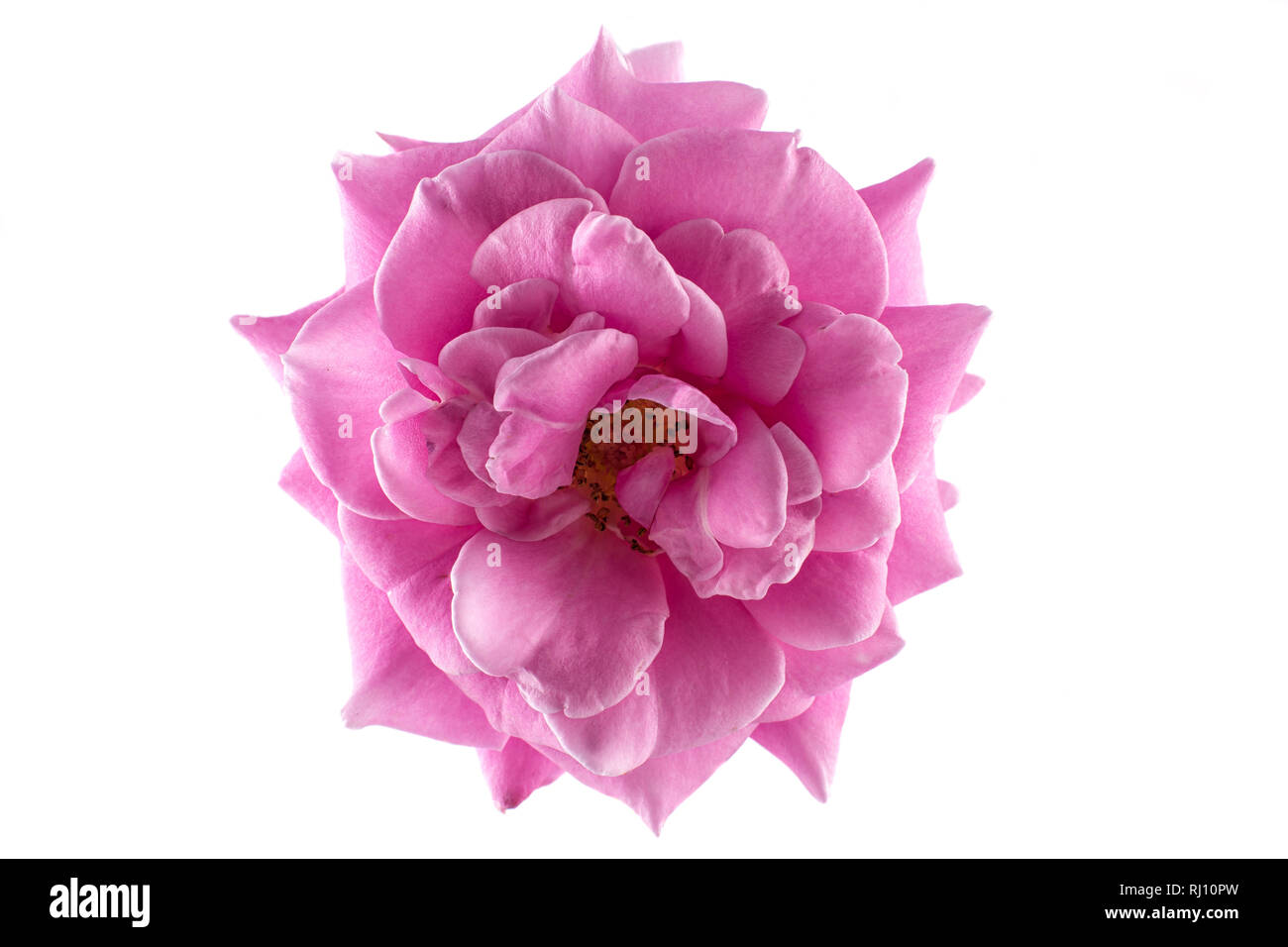 rosa rose Makro Stockfoto